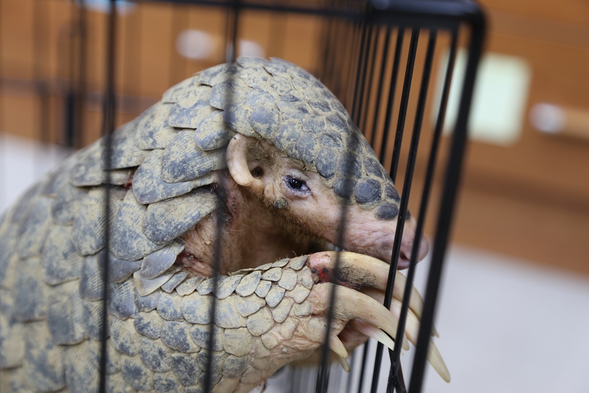 它比大熊貓還珍貴，卻在2年被獵殺到極度瀕危｜美通社頭條