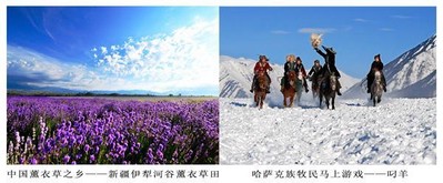 中國薰衣草之鄉(xiāng) -- 新疆伊犁河谷薰衣草田；哈薩克族牧民馬上游戲 -- 叼羊